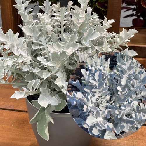 Centaurea ragusina 'Silver Oak' - Horvaatia jumikas 'Silver Oak' P9/0,55L